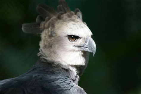 7 Fakta Elang Harpy, Predator Puncak Pemangsa Monyet