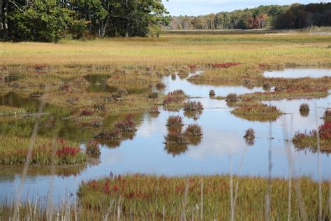 The 11 Best Places for Birdwatching in Maine - The Bird Geek