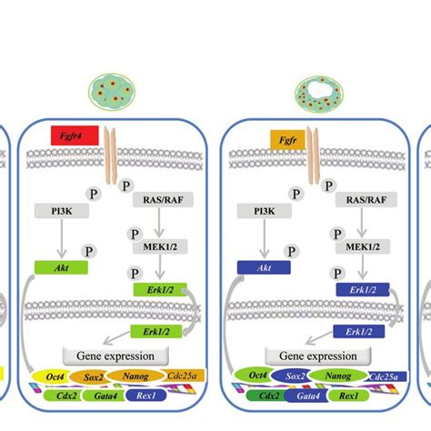 Expression of genes involved in the fibroblast growth factor (FGF)... | Download Scientific Diagram