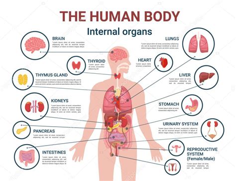 Human Body Internal Organs and Parts Info Poster