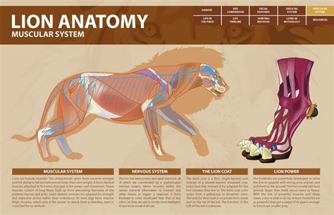 lion anatomy infographic - Google Search Lion Anatomy, Animal Anatomy ...