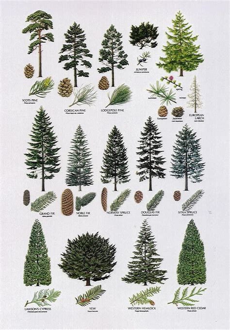 Conifers | Tree identification, Botanical illustration, Garden trees