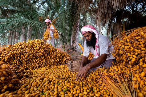 Dates Harvest Photograph by Haitham Al Farsi - Fine Art America