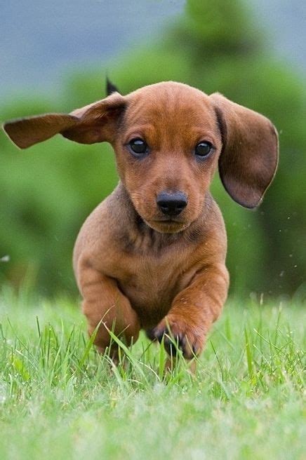 | Perros salcichas, Perros bonitos, Perros cachorros