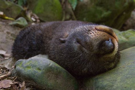 8 Best And Free Places To See Wildlife In New Zealand – Craving Adventure