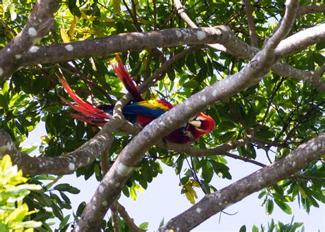 Macaws mating high in a tree - Marjorie Melnick