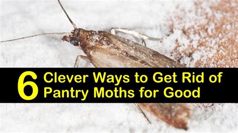 6 Clever Ways to Get Rid of Pantry Moths for Good