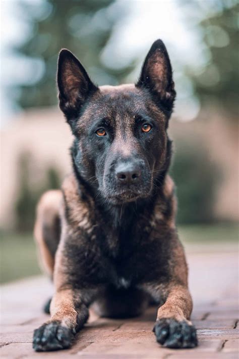 Belgian Malinois Husky Mix (Belusky): A Complete Profile