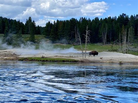 Hayden Valley : yellowstone