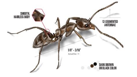 Proven Pest Control: Ants in Australia