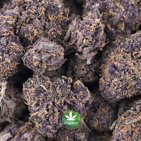 Wholesale – Purple Barney - AAA - Ganja West Online Dispensary Canada