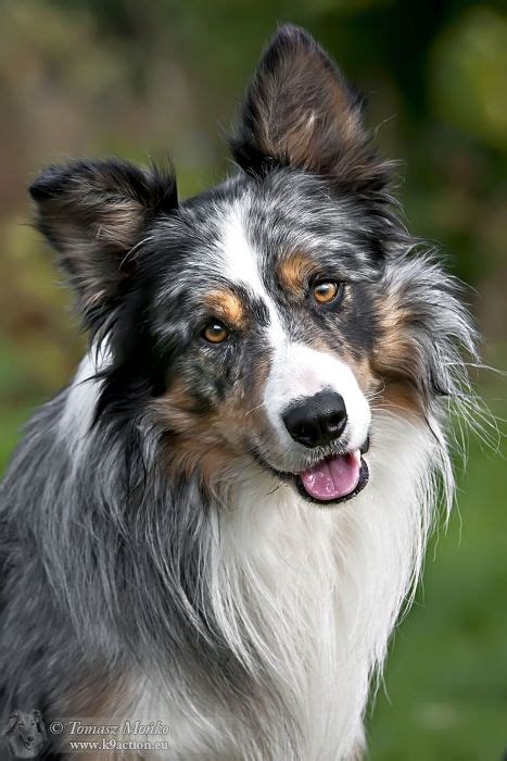 Blue Merle Border Collie (?) | k9action.eu | My Border Collies - Abba-Dabba Do & Gypsy Too ...