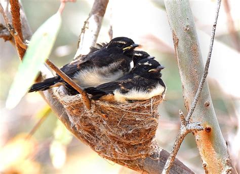 Three’s a crowd in Willie Wagtail nest. | What is a bird, Australian ...