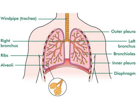 The lungs - Macmillan Cancer Support