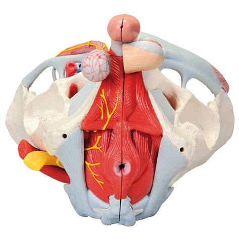 3B Scientific H21/3 Male Pelvis with Organs