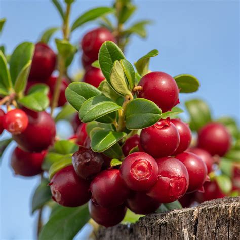 Lingonberry Bushes for Sale | BrighterBlooms.com