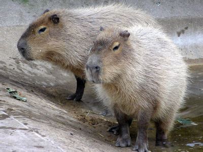 Capybara Animal Facts | Hydrochoerus hydrochaeris | AZ Animals