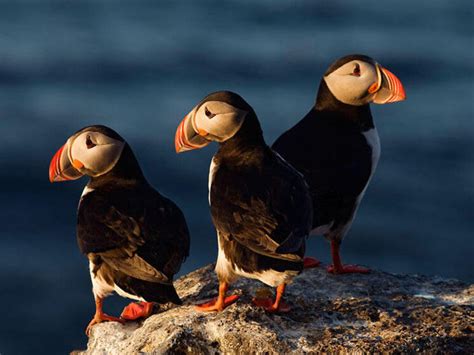 Ten High-Flying Facts about Puffins | Blog Posts | WWF