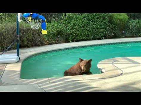 Bear swimming in the pool - YouTube