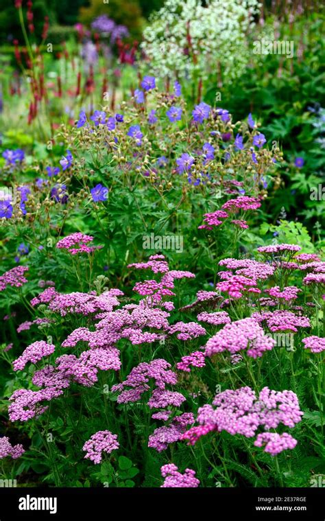 Achillea millefolium Lilac Beauty,pink yarrow,geranium rozanne,yarrow ...