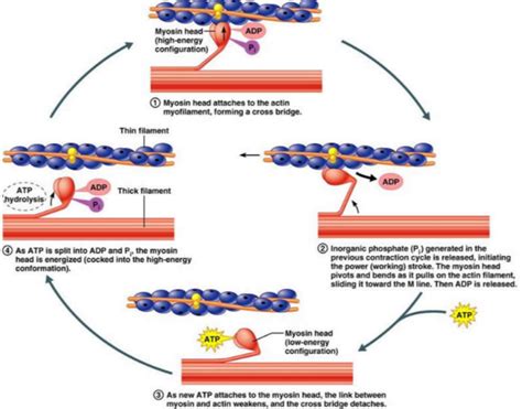 Explain the "Structure of Contractile Proteins and Mechanism of Muscle Contraction"