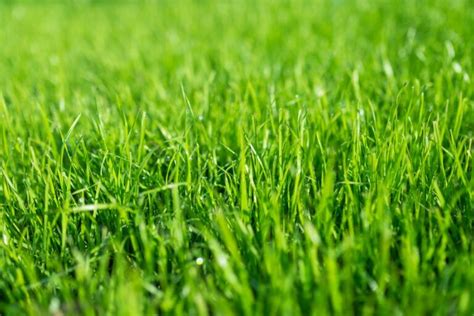 Fine Fescue Grass: All About Growing and Care For Fine Fescue