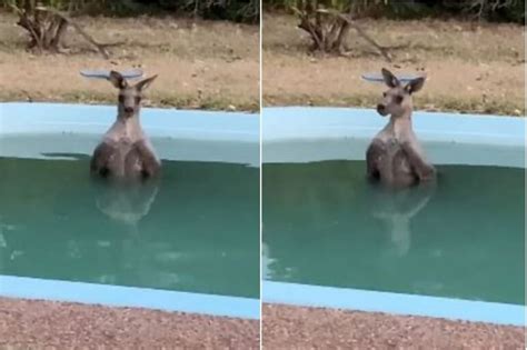 Photo Showing Kangaroo Sitting In Swimming Pool During Australia Wildfire is Going Viral