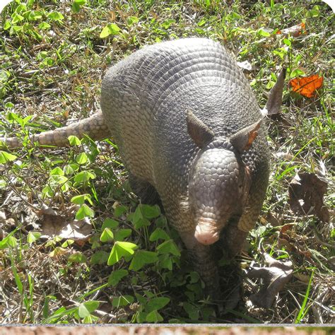 Giant Armadillo | Cards, the Universe and Everything Wiki | Fandom