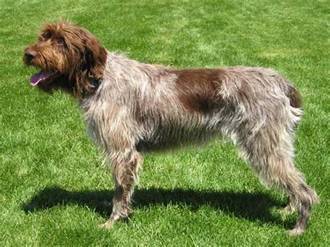 Wirehaired Pointing Griffon Photo: Picture of Wirehaired Pointing Griffon dogs