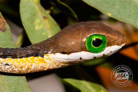 Boomslang - African Snakebite Institute