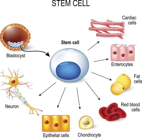 Stem Cell Research Pros and Cons (For Better Understanding)