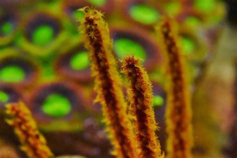 Gorgonian Identification | Reef2Reef