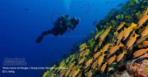 Plongée et snorkeling à Filitheyo Maldives | Interview Plongeur PRO