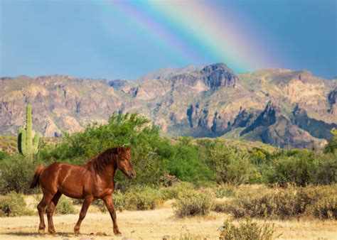 Arizona Wildlife Stock Photos, Pictures & Royalty-Free Images - iStock