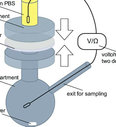 Modified Franz diffusion cell setup including positioning of the ...