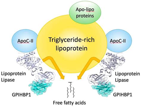 Biomedicines | Free Full-Text | The Importance of Lipoprotein Lipase Regulation in Atherosclerosis