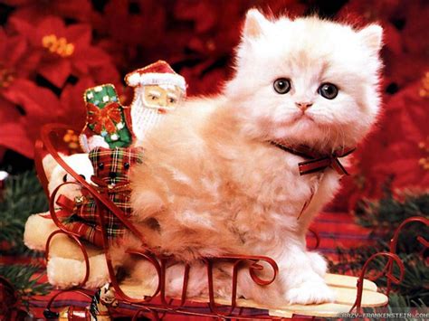 Cute Christmas Cat Wallpapers - Top Free Cute Christmas Cat Backgrounds ...