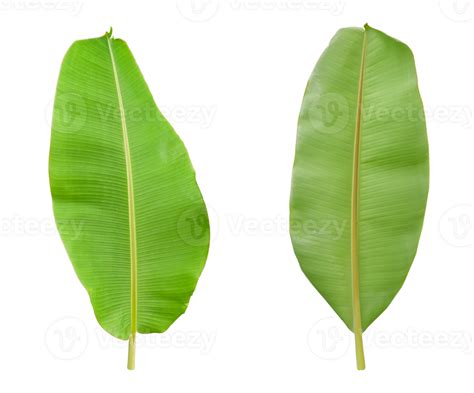 Fresh banana leaf isolated on transparent background. Back and front ...