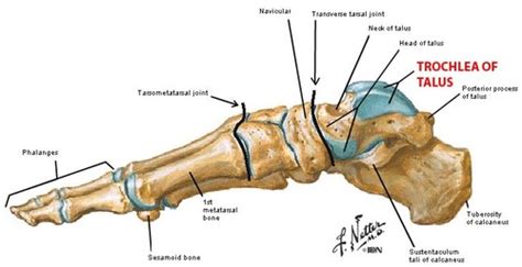 Anatomy S3 (LE) L4 Foot Flashcards | Quizlet