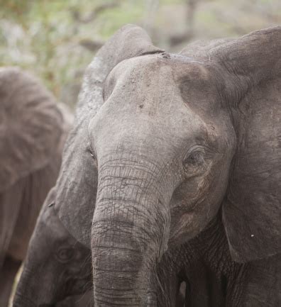 Close Up Of An Elephant With Long Eye Lashes Stock Photo - Download Image Now - African Elephant ...