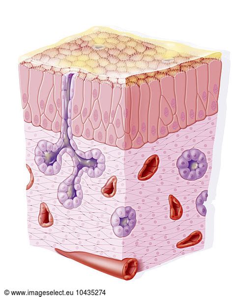 NASAL MUCOSA NASAL MUCOSA, DRAWING,anatomy Anatomical blood circulation Bloodstream Circulatory ...