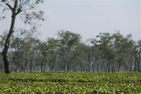 Assam tea plantation | Smithsonian Photo Contest | Smithsonian Magazine