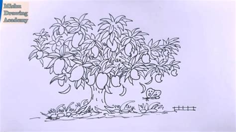 Mango Tree Pencil Drawing