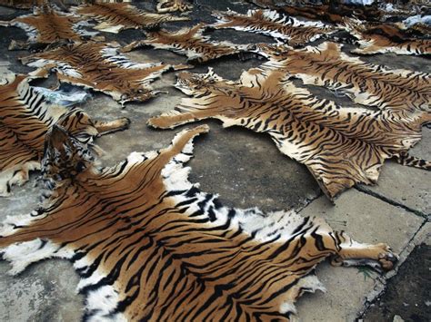 China Admits to Permitting Tiger Skin Trade - China Digital Times (CDT)