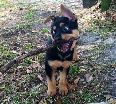 German Shepherd Rottweiler Mix – breed info, characteristics and pictures - Animalso