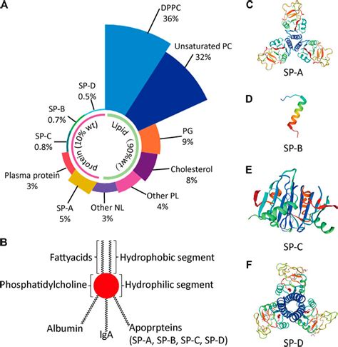 Frontiers | The Role of Pulmonary Surfactants in the Treatment of Acute Respiratory Distress ...