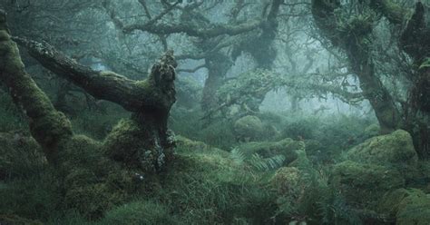 Stunning Images of England's 'Most Haunted' Forest | Nature TTL