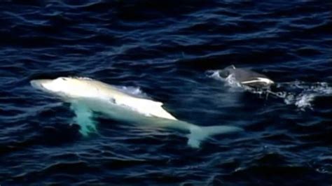 Rare albino humpback whale 'Migaloo' spotted near Australia - ABC7 San ...