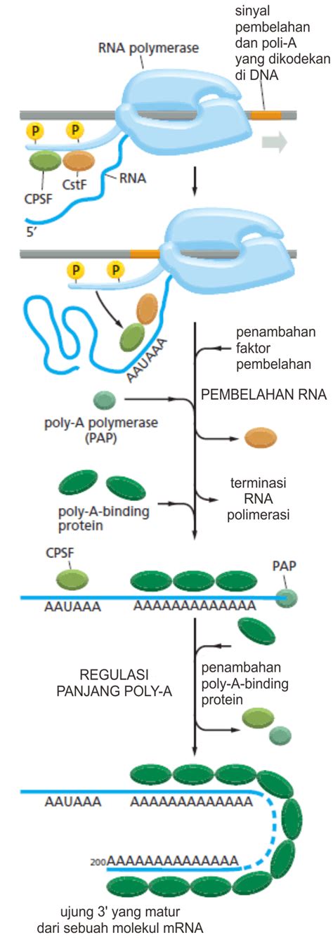 Transkripsi DNA: Sintesis & Modifikasi RNA Biokimia Kedokteran — Caiherang