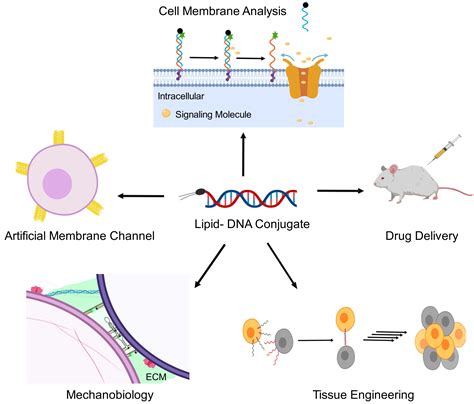 Publications – YOU Research Group – Nucleic Acid Chemistry and Engineering